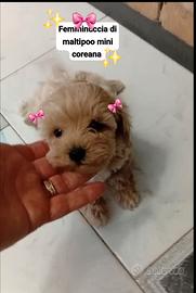 Maltipoo mini toy