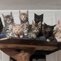 MAINE COON, da 30 euro al mese