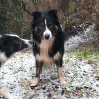 Border collie maschio