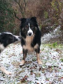 Border collie maschio