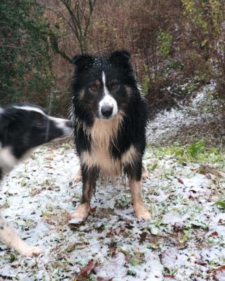 Border collie maschio