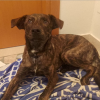 Cagnolino in adozione