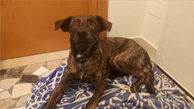 Cagnolino in adozione