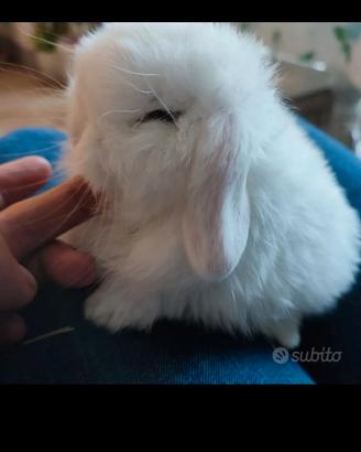 Coniglietto minilop puro