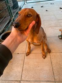 Segugio dell'appennino