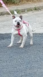 Cane american bulli