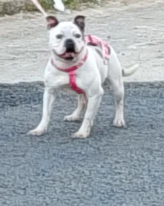 Cane american bulli