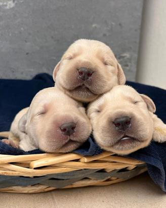 Labrador retriever cuccioli biondi