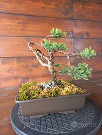 Bonsai di ginepro