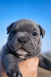 American Bully