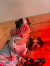 Cuccioli di shi-tzu