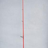 Canna Rapture Ocean Blast