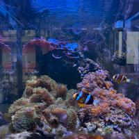 Acquario Aqpet 50x50 completo