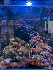 Acquario Aqpet 50x50 completo