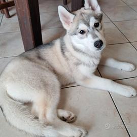 Cucciola