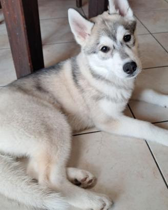 Cucciola