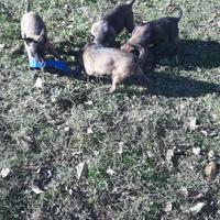 Pastore Belga Malinois