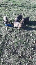 Pastore Belga Malinois