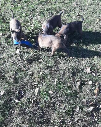 Pastore Belga Malinois