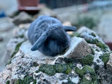 Coniglio nano e ariete nano