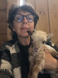 Coppia agnelli d'Ouessant