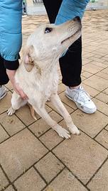 Cuccioli di 9 mesi