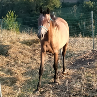 Puledro cavallo arabo