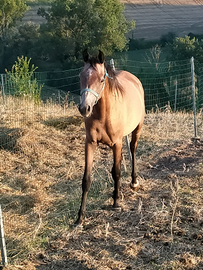Puledro cavallo arabo