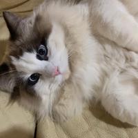 Ragdoll maschio da riproduzione