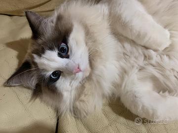 Ragdoll maschio da riproduzione