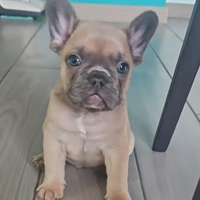 Cuccioli di bulldog francese