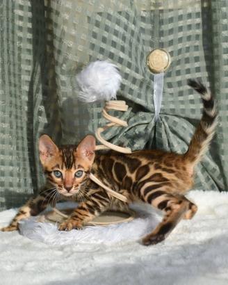 Nuovo Cuccioli di Gatto Bengala Top Pedigree