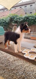 cuccioli pastore australiano 