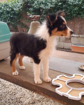 cuccioli pastore australiano 