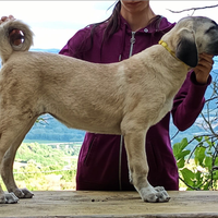 KANGAL cuccioli