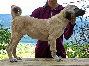 KANGAL cuccioli