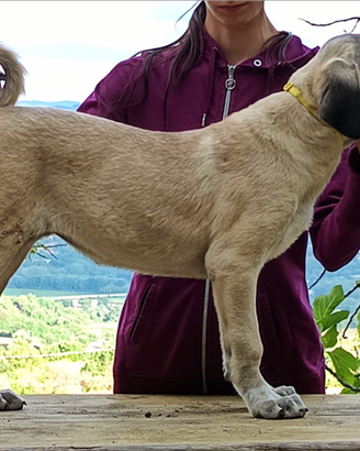 KANGAL cuccioli