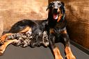 cuccioli-beauceron