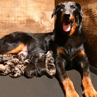 Cuccioli BEAUCERON