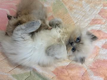 Maschietto e femminuccia di gattino, Persiano