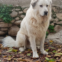 Pastore dei Pirenei cucciolone