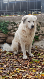 Pastore dei Pirenei cucciolone