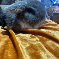 Coniglio ariete nano