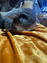 Coniglio ariete nano