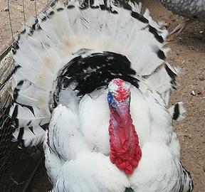 Tacchini Ermellinato di Rovigo e Roso di Borbone