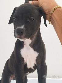 Pitbull