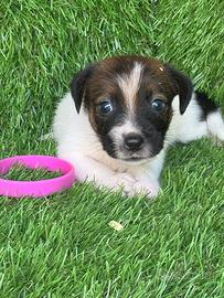 Jack Russell broken