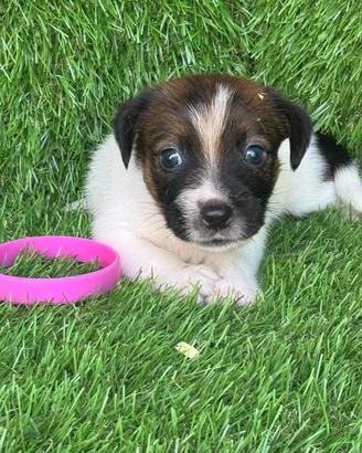 Jack Russell broken