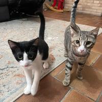 Gattino maschio e gattina femmina