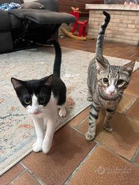 Gattino maschio e gattina femmina